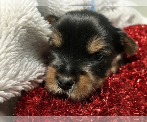 Yorkshire Terrier Puppy for sale in RIO, IL, USA