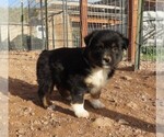 Small Photo #4 Miniature Australian Shepherd Puppy For Sale in WITTMANN, AZ, USA