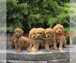 Small #1 Goldendoodle (Miniature)