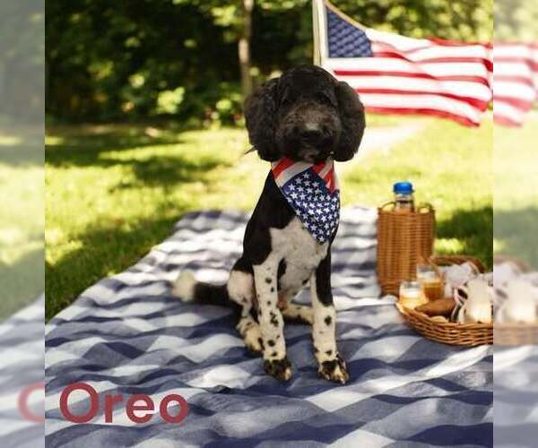 Medium Photo #3 Golden Retriever Puppy For Sale in New York, NY, USA