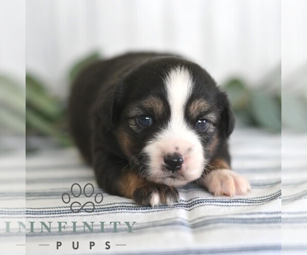 Medium Photo #3 Miniature Australian Shepherd Puppy For Sale in REBERSBURG, PA, USA