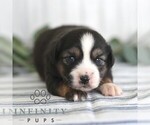 Small #2 Miniature Australian Shepherd