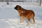Small Photo #1 Saint Bernard Puppy For Sale in MILLERSBURG, IN, USA
