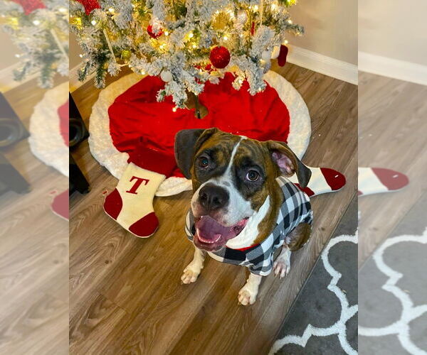 Medium Photo #2 Boxer Puppy For Sale in Austin, TX, USA