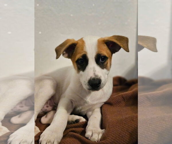 Medium Photo #1 Mutt Puppy For Sale in New London, WI, USA