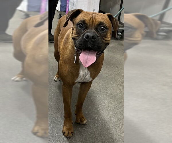 Medium Photo #1 Boxer Puppy For Sale in Forestville, MD, USA