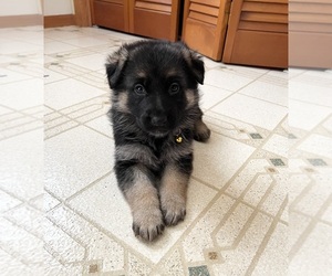 German Shepherd Dog Puppy for sale in KAUKAUNA, WI, USA