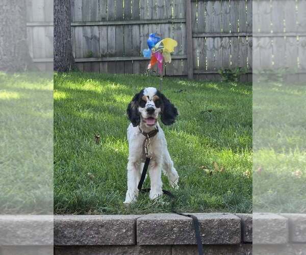 Medium Photo #3 Cocker Spaniel Puppy For Sale in Belleuve, NE, USA