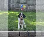 Small #2 Cocker Spaniel