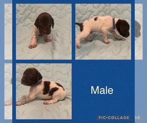 German Shorthaired Pointer Puppy for sale in METAMORA, IN, USA