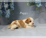 Small #2 Cavalier King Charles Spaniel