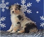 Small Photo #2 Australian Shepherd Puppy For Sale in FREDERICKSBG, OH, USA