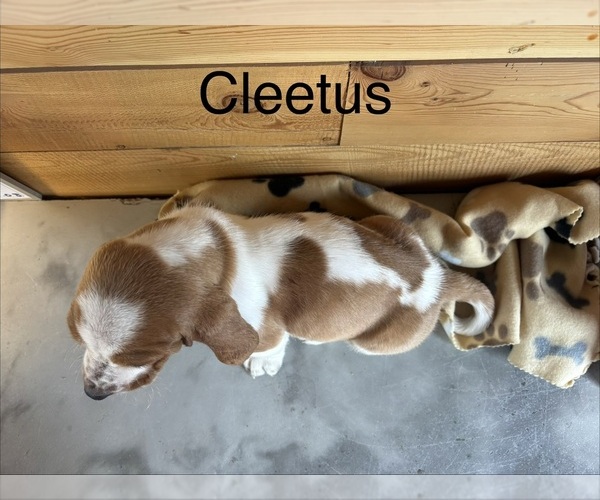 Medium Photo #2 Basset Hound Puppy For Sale in MONTROSE, CO, USA