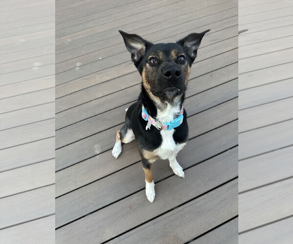 Medium Photo #1 Mutt Puppy For Sale in Germantown, OH, USA