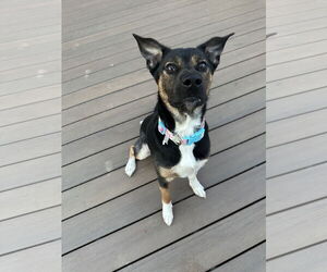 Mutt Dogs for adoption in Germantown, OH, USA