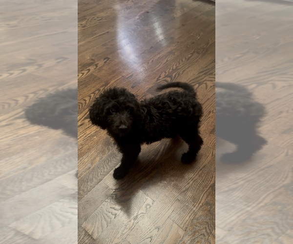 Medium Photo #5 Goldendoodle Puppy For Sale in CLARKSVILLE, TN, USA