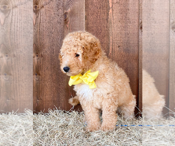 Medium Photo #6 Goldendoodle (Miniature) Puppy For Sale in LITTLE ROCK, AR, USA