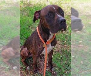 Boxer-Unknown Mix Dogs for adoption in Fort Lauderdale, FL, USA