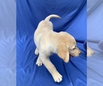 Small Photo #3 Golden Labrador Puppy For Sale in LIVE OAK, FL, USA