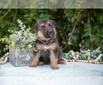 Puppy Mochi German Shepherd Dog