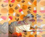 Violet - Female Chihuahua Dog for Adoption - Small photo