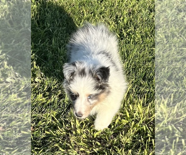 Medium Photo #20 Shetland Sheepdog Puppy For Sale in FORT MORGAN, CO, USA