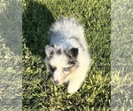 Small #19 Shetland Sheepdog