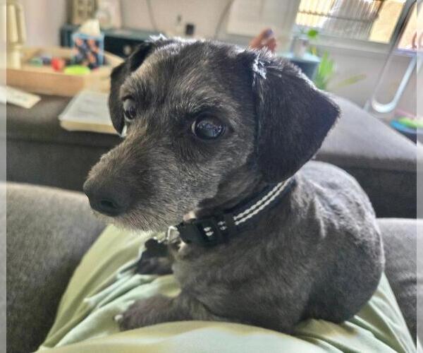 Medium Photo #4 Dachshund-Unknown Mix Puppy For Sale in Los Angeles, CA, USA