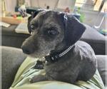 Small #3 Dachshund Mix