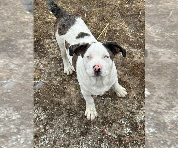 Medium Photo #2 Mutt Puppy For Sale in Linton, IN, USA