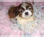 Small #3 Shih Tzu