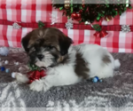 Small Photo #2 Zuchon Puppy For Sale in FREDERICKSBURG, OH, USA