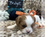 Small #3 Cavalier King Charles Spaniel