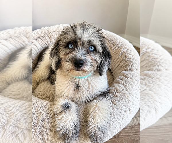 Medium Photo #6 Cavapoo (Miniature) Puppy For Sale in DURHAM, CT, USA