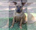 Small #4 Black Mouth Cur Mix