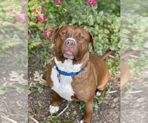 Medium Photo #36 Mutt Puppy For Sale in Mount Laurel, NJ, USA