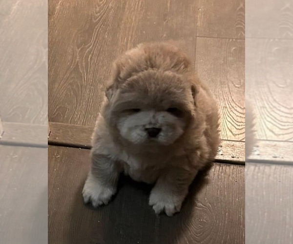 Medium Photo #2 Chow Chow Puppy For Sale in VALLEJO, CA, USA