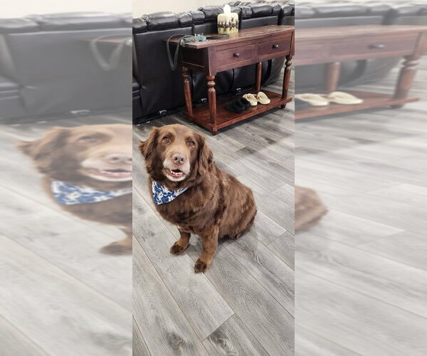 Medium Photo #3 Labrador Retriever-Unknown Mix Puppy For Sale in Minneapolis, MN, USA