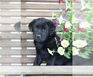 Labrador Retriever Puppy for sale in HYDE PARK, VT, USA