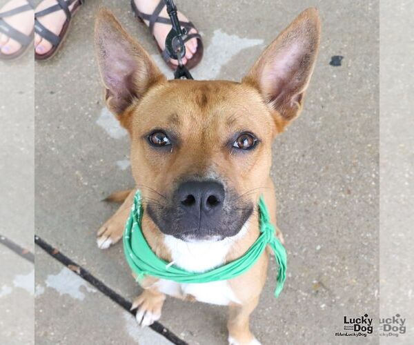 Medium Photo #5 Boxer-Unknown Mix Puppy For Sale in Washington, DC, USA
