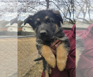 German Shepherd Dog Puppy for Sale in WATERBURY, Connecticut USA