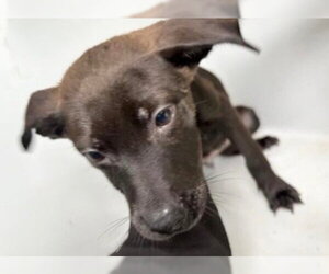 Labrador Retriever-Unknown Mix Dogs for adoption in Houston, TX, USA