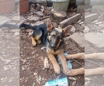 Small Photo #2 German Shepherd Dog Puppy For Sale in JASPER, AR, USA