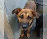 Small #1 Mutt