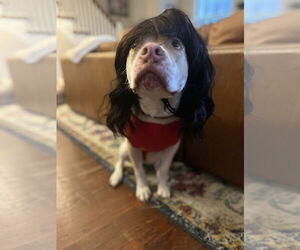 Mutt Dogs for adoption in Philadelphia, PA, USA