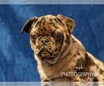 Small Photo #6 Jug-Pug Mix Puppy For Sale in LIBERTY, KY, USA