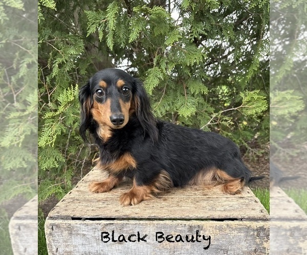 Medium Photo #1 Dachshund Puppy For Sale in MIDDLEBURY, IN, USA