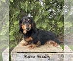 Small Photo #1 Dachshund Puppy For Sale in MIDDLEBURY, IN, USA