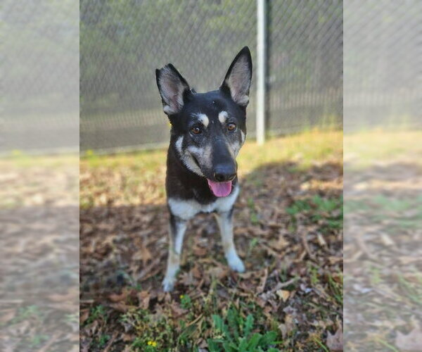 Medium Photo #1 Mutt Puppy For Sale in Mooresville, NC, USA