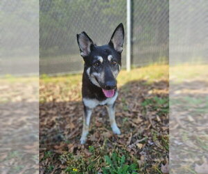Mutt Dogs for adoption in Mooresville, NC, USA